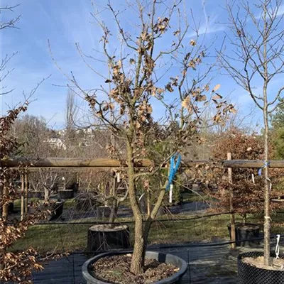 Solitäre GP25-0070 2350 - Flaumeiche - Quercus pubescens - Collection