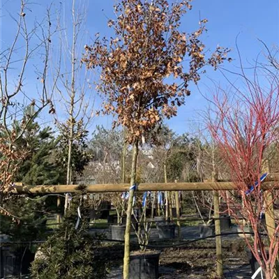Hochstamm 24/25-C45 860 - Stieleiche - Quercus robur - Collection