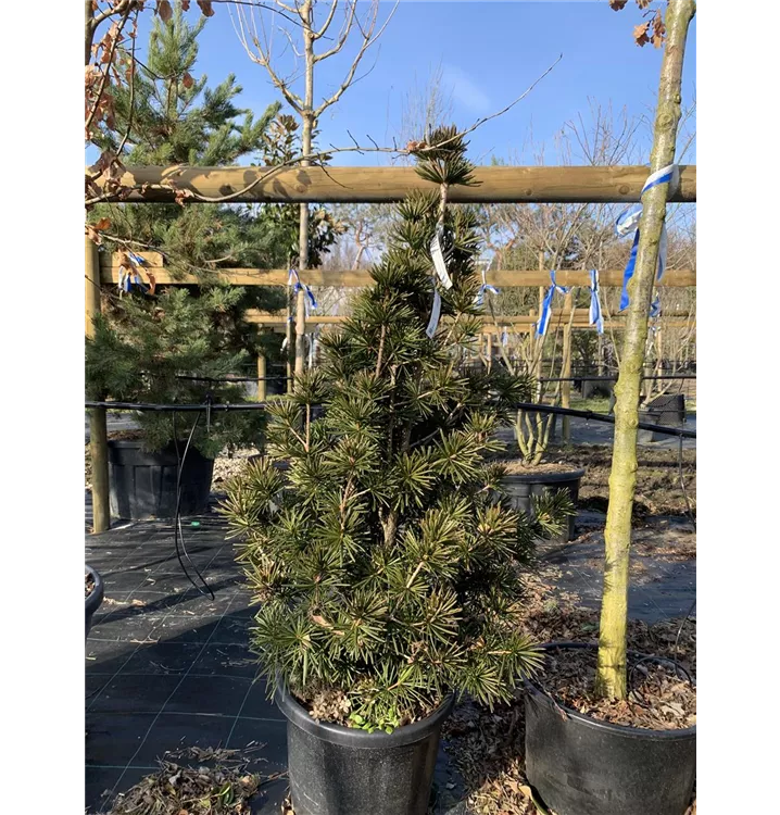 Japanische Schirmtanne 'Sternschnuppe' - Sciadopitys verticillata 'Sternschnuppe' - Collection