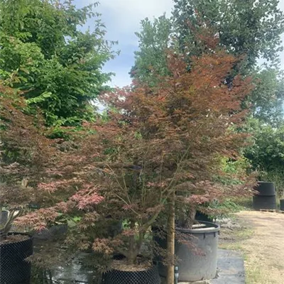 Solitär 225-250 HP22-98B 2300 - Fächerahorn 'Inazuma' - Acer palmatum 'Inazuma' - Collection