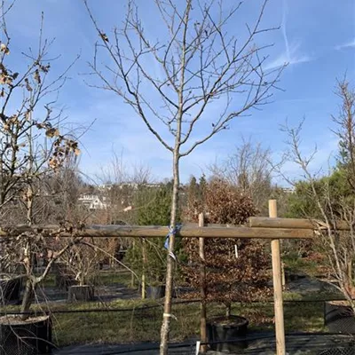 Hochstamm 18-20 24-1286 1495 - Mehlbeere - Sorbus aria - Collection