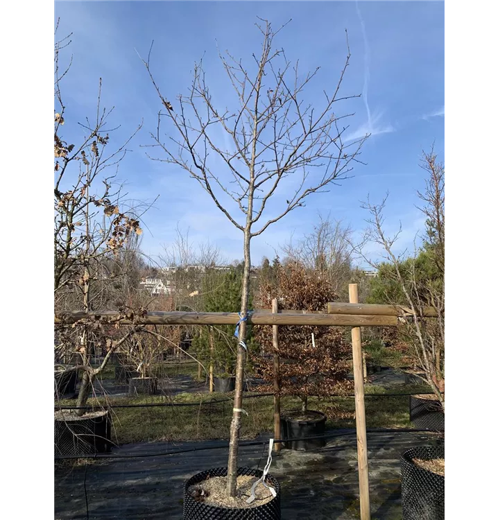 Mehlbeere - Sorbus aria - Collection