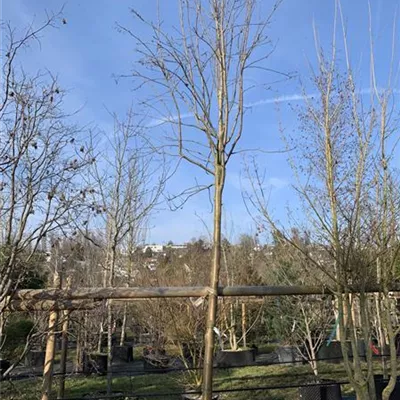 Solitär 25-186 1707 - Gewöhnliche Eberesche - Sorbus aucuparia - Collection