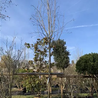 Hochstamm 25-185 1707 - Gewöhnliche Eberesche - Sorbus aucuparia - Collection