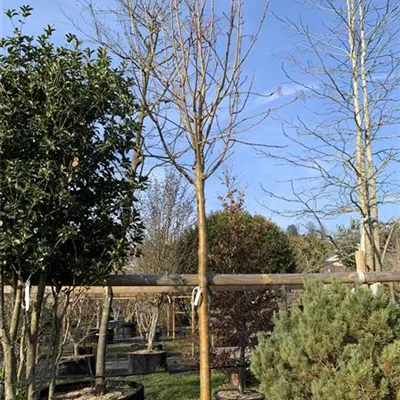 Hochstamm 25-181 1550 - Eberesche 'Dodong' - Sorbus 'Dodong' - Collection
