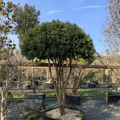 Schirmform 200-.225 Nr. 62/46D 2850 - Fruchtende Bechereibe - Taxus media 'Hicksii' - Collection
