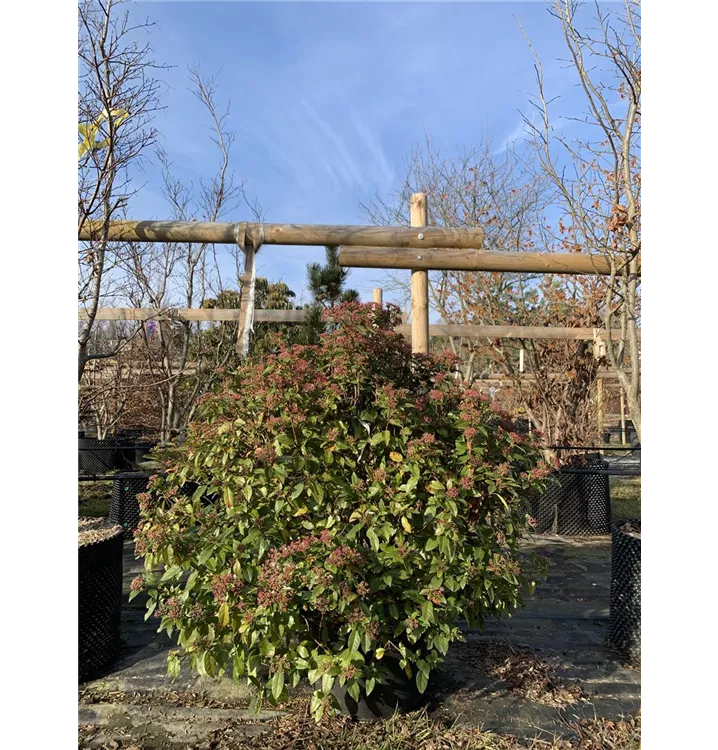 Lorbeer-Schneeball 'Eve Price' - Viburnum tinus 'Eve Price' - Collection