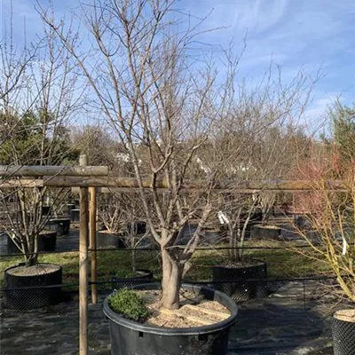 Solitär HP23-692 2331 - Roter Fächerahorn - Acer palmatum 'Atropurpureum' - Collection