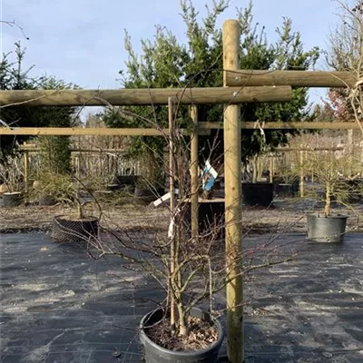 Solitär 25-294 695 - Dunkelroter Schlitzahorn 'Dissectum Garnet' - Acer palmatum 'Dissectum Garnet' - Collection