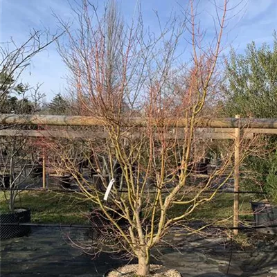 Solitär 175-200 HP24-163 1400 - Fächerahorn 'Orange Dream' - Acer palmatum 'Orange Dream' - Collection