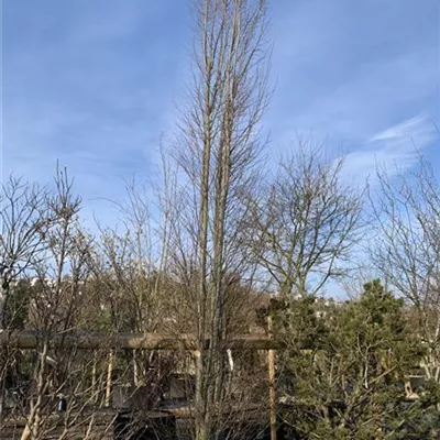 Solitär 600-700 24-1307 2100 - Pyramiden-Hainbuche 'Fastigiata' - Carpinus betulus 'Fastigiata' - Collection