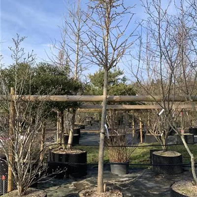Hochstamm HP24-23 940 - Fächerblattbaum - Ginkgo biloba - Collection
