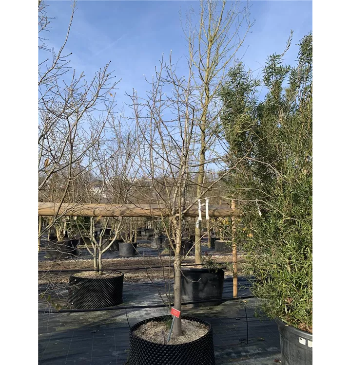 Sternmagnolie 'Gold Star' - Magnolia stellata 'Gold Star' - Collection