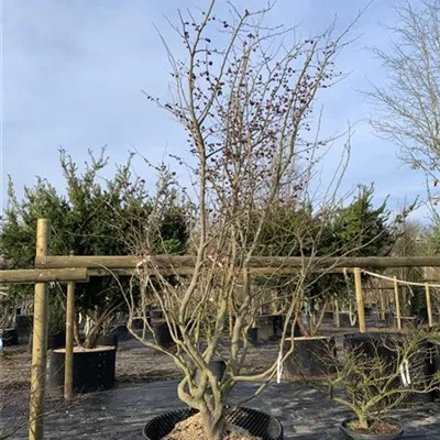 Solitär 25-293 2861 - Eisenbaum 'Vanessa' - Parrotia persica 'Vanessa' - Collection