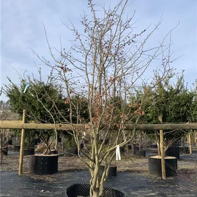 Solitär 25-295 2861 - Eisenbaum 'Vanessa' - Parrotia persica 'Vanessa' - Collection