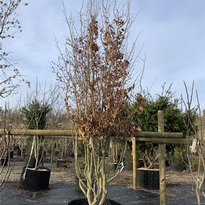 Solitär 25-296 2861 - Eisenbaum 'Vanessa' - Parrotia persica 'Vanessa' - Collection