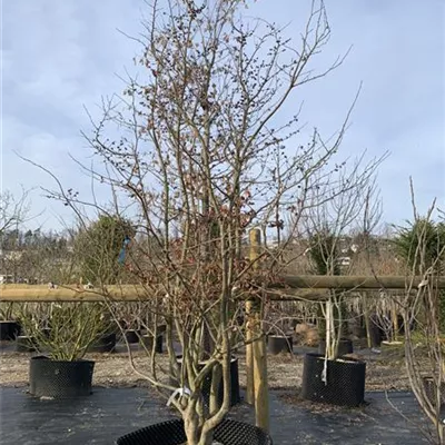 Solitär 25-297 2861 - Eisenbaum 'Vanessa' - Parrotia persica 'Vanessa' - Collection