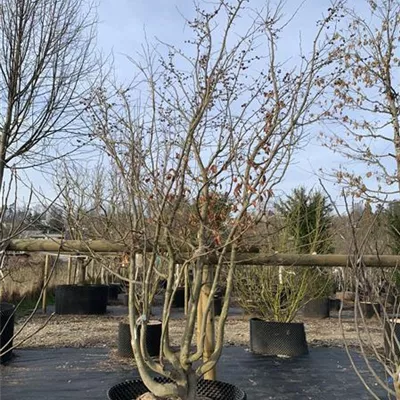 Solitär 25-298 2861 - Eisenbaum 'Vanessa' - Parrotia persica 'Vanessa' - Collection