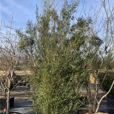 Solitär 225-250 HP24-1007 461 - Schmalblättrige Steinlinde - Phillyrea angustifolia - Collection