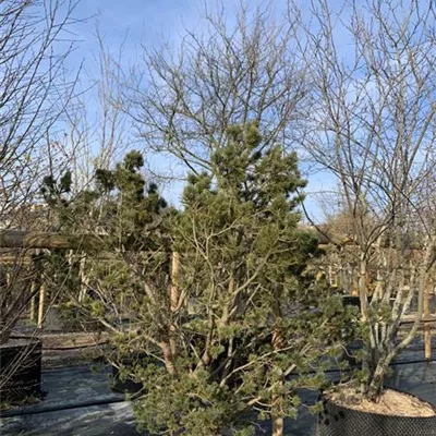 Solitär 150-175 HP24-679 1351 - Zwergkiefer 'Oosthoek' - Pinus pumila 'Oosthoek' - Collection