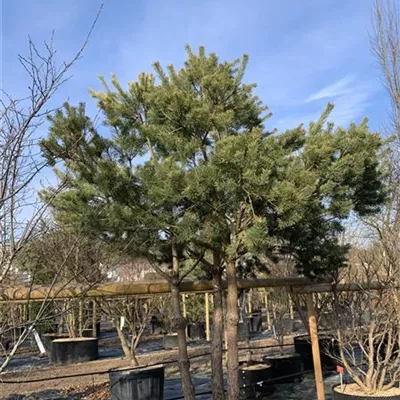 Charakterbaum 50-60 23-65D 7500 - Kiefer - Pinus sylvestris - Collection