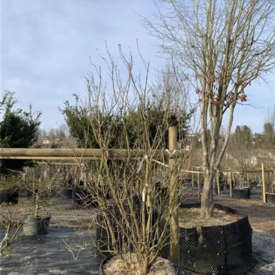 Solitär 25-291 - Edelflieder 'Andenken an Ludwig Späth' - Syringa vulg.'Andenken an Ludwig Späth' - Collection