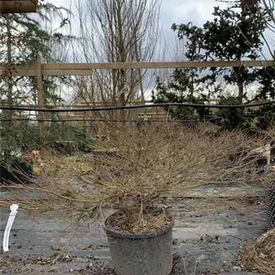 Solitär 100-125 25-004 - Fächerahorn - Acer palmatum - Collection