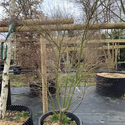 Solitär/EXC 125-150 HP24-136 460 - Fächerahorn 'Butterfly' - Acer palmatum 'Butterfly' - Collection
