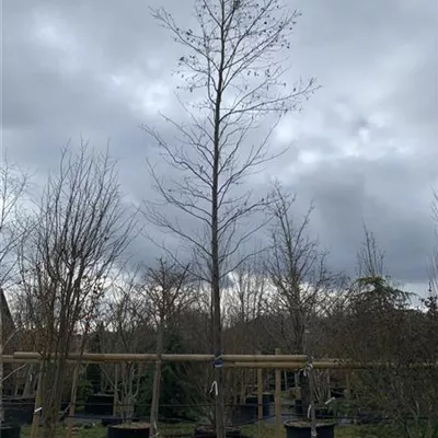 Hochstamm 25-003 2739 - Erle spaethii - Alnus spaethii - Collection