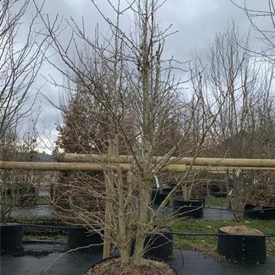 Solitär 300-350 23-31C 1785 - Fächerblattbaum 'Princeton Sentry' - Ginkgo biloba 'Princeton Sentry' - Collection