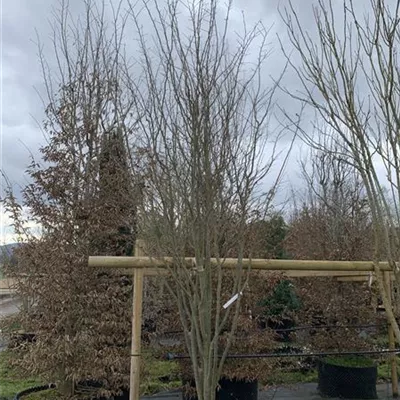 Schirmform 150-200 x 350-400 23-19D 3900 - Eisenbaum 'Vanessa' - Parrotia persica 'Vanessa' - Collection