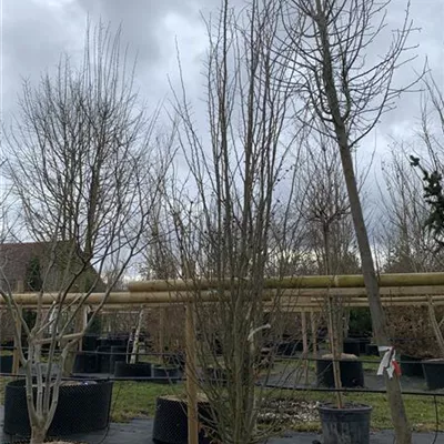 Solitär 350-400 HP24-526 1840 - Eisenbaum 'Vanessa' - Parrotia persica 'Vanessa' - Collection