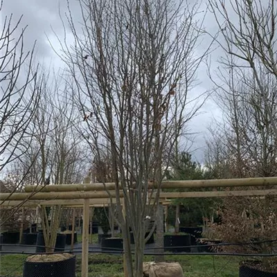 Schirmform - Eisenbaum 'Vanessa' - Parrotia persica 'Vanessa' - Collection