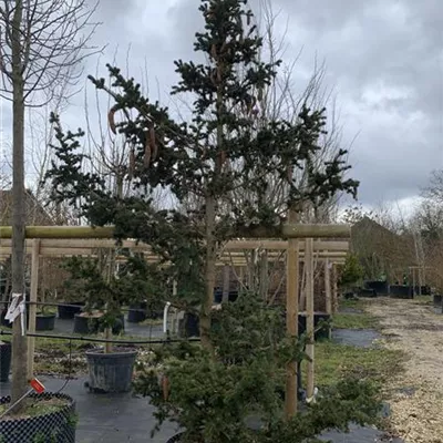 Solitär 225-250 HP24-646 1355 - Blaue Stechfichte 'Lucky Strike' - Picea pungens 'Lucky Strike' - Collection