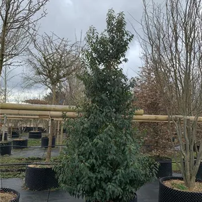 Solitär 25-034 705 - Portug.Lorbeerkirsche 'Angustifolia' - Prunus lusitanica 'Angustifolia' - Collection