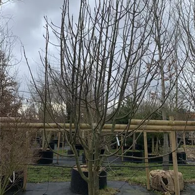 Solitär 400-450 23-59D 1755 - Eberesche 'Dodong' - Sorbus 'Dodong' - Collection