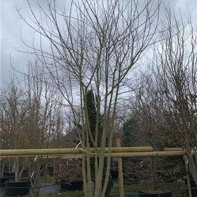 Schirmform 200-300 x 350-400 23-85C 2850 - Dreizahnahorn - Acer buergerianum - Collection