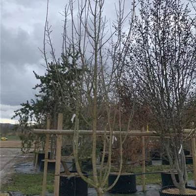 Schirmform 25-050 2100 - Feldahorn - Acer campestre - Collection