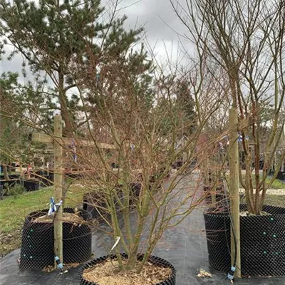 Schirmform Nr. HP23-111 1183 - Fächerahorn - Acer palmatum - Collection