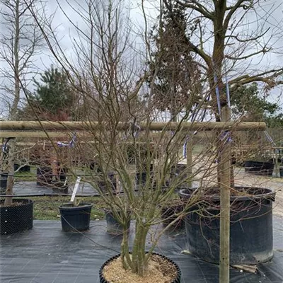 Schirmform - Fächerahorn - Acer palmatum - Collection