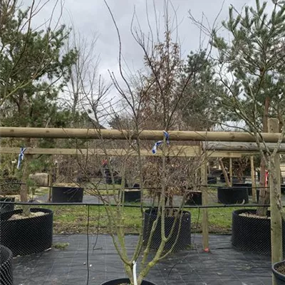 Solitär VK24-013 1185 - Fächerahorn 'Osakazuki' - Acer palmatum 'Osakazuki' - Collection