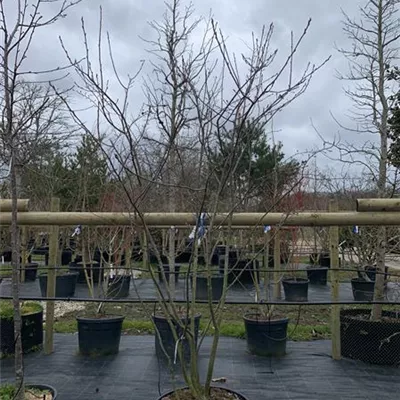 Schirmform VK24-022 1450 - Kupfer-Felsenbirne - Amelanchier lamarckii - Collection
