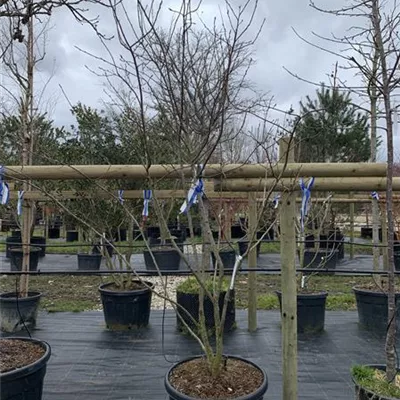 Schirmform VK24-023 1450 - Kupfer-Felsenbirne - Amelanchier lamarckii - Collection