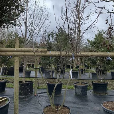 Schirmform VK24-025 1450 - Kupfer-Felsenbirne - Amelanchier lamarckii - Collection