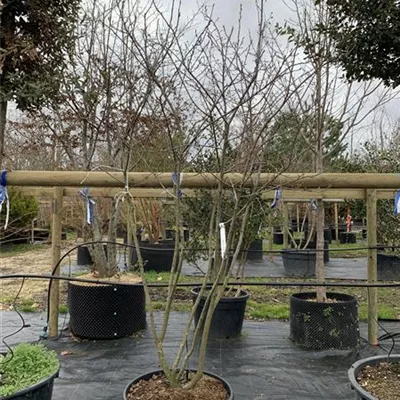 Schirmform VK24-026 1450 - Kupfer-Felsenbirne - Amelanchier lamarckii - Collection