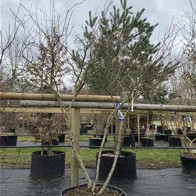 Schirmform 25-026 1431 - Kupfer-Felsenbirne - Amelanchier lamarckii - Collection