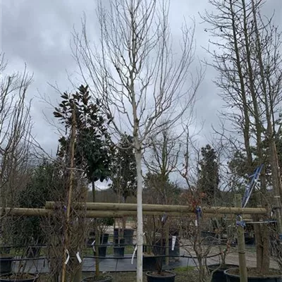 Hochstamm 18-20 HP24-4 823 - Himalayabirke 'Doorenbos' - Betula utilis 'Doorenbos' - Collection