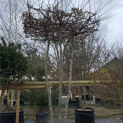 Dachform 240-260 23-26A 2085 - Hainbuche,Weißbuche - Carpinus betulus - Collection