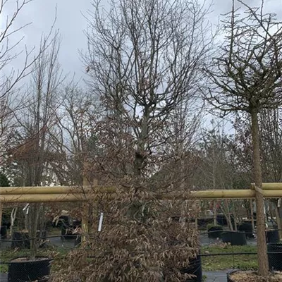 Solitär 400-450 24-1240 1885 - Hainbuche,Weißbuche - Carpinus betulus - Collection