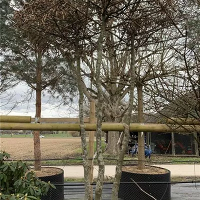Dachform 23/24-29A 2085 - Hainbuche,Weißbuche - Carpinus betulus - Collection